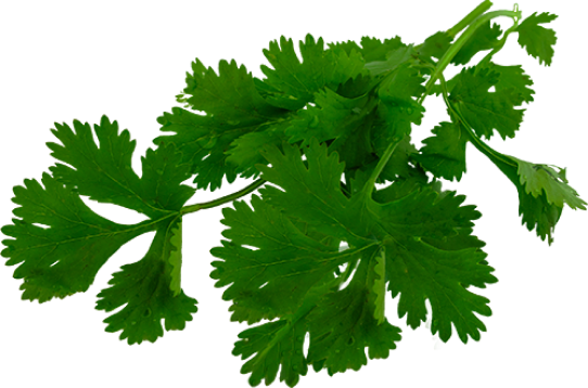 Coriander leaves